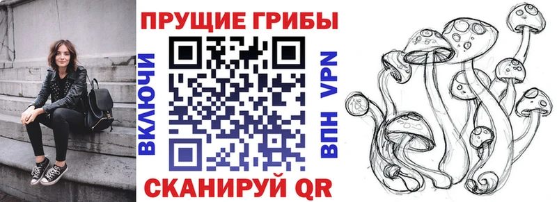 купить наркотик  Жуковский  Галлюциногенные грибы Psilocybe 